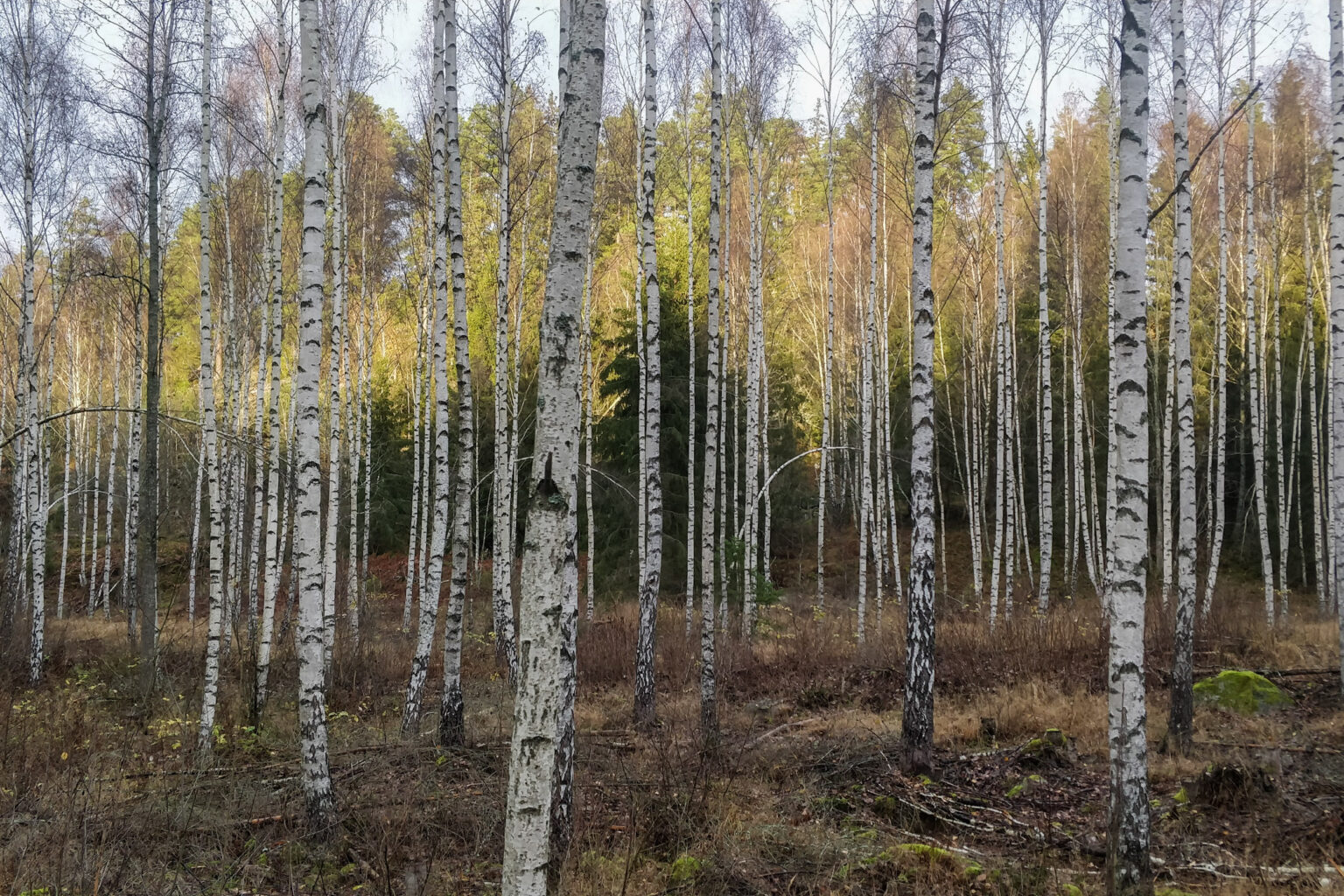 Björkskogen